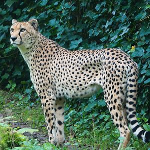 Sudan cheetah (Acinonyx jubatus soemmeringii), 2023-09-19