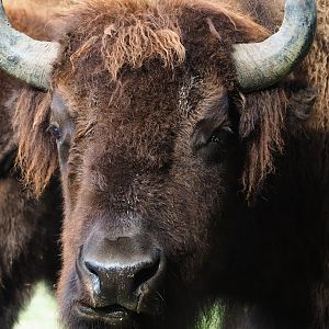 American Plains bison (Bison bison bison), 2023-09-19