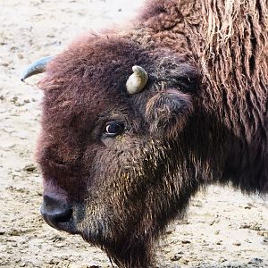 American Plains bison (Bison bison bison), 2023-09-19