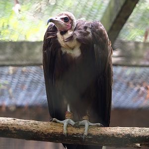 Hooded vulture (Necrosyrtes monachus), 2023-09-19