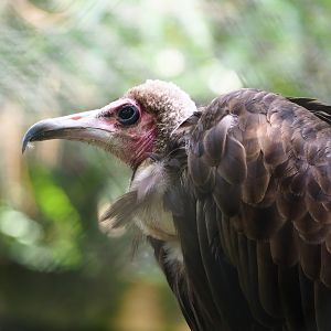 Hooded vulture (Necrosyrtes monachus), 2023-09-19