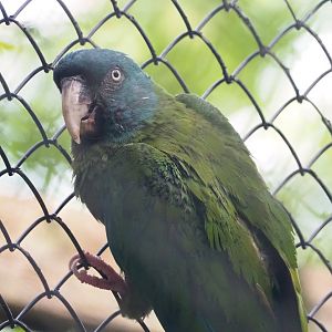Blue-headed macaw (Primolius couloni), 2023-09-19