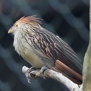 Guira cuckoo (Guira guira), 2023-09-19