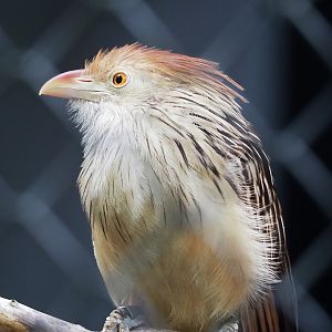 Guira cuckoo (Guira guira), 2023-09-19
