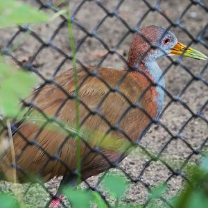 Giant wood rail (Aramides ypecaha), 2023-09-19