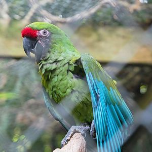 Mexican military macaw (Ara militaris mexicana), 2023-09-19