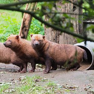 Bush dogs (Speothos venaticus), 2023-09-19
