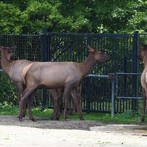 Rocky Mountain wapitis (Cervus canadensis nelsoni), 2023-09-19