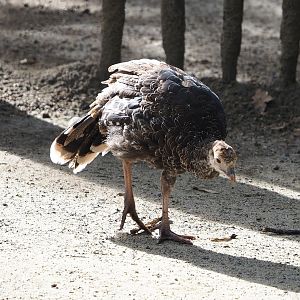Juvenile Wild turkey (Meleagris gallopavo), 2023-09-19