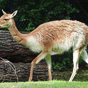 Vicuña (Vicugna vicugna), 2023-09-19