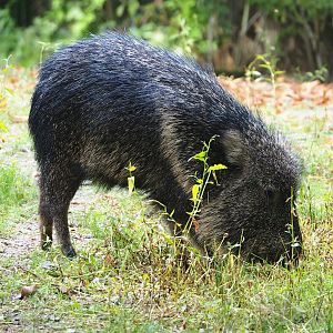 Chacoan peccary (Catagonus wagneri), 2023-09-19
