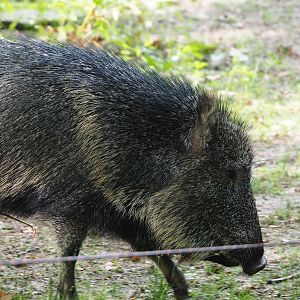 Chacoan peccary (Catagonus wagneri), 2023-09-19