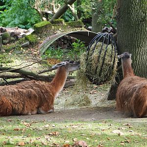 Guanacos (Lama guanicoe), 2023-09-19