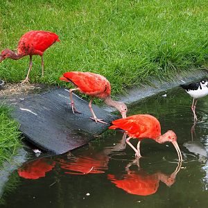 Scarlet ibises (Eudocimus ruber) and Black-necked stilt (Himantopus mexicanus mexicanus), 2023-09-19