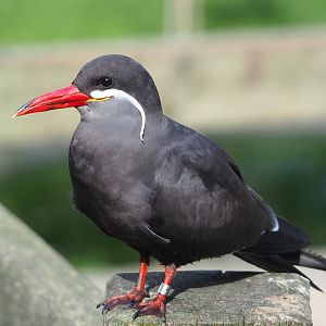Inca tern (Larosterna inca), 2023-09-19