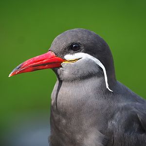 Inca tern (Larosterna inca), 2023-09-19