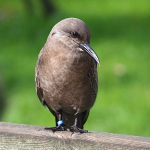 Juvenile Inca tern (Larosterna inca), 2023-09-19