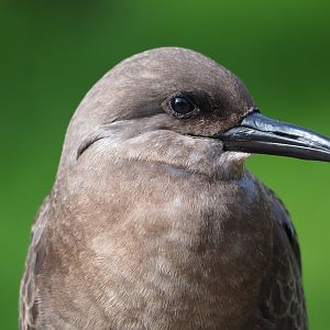 Juvenile Inca tern (Larosterna inca), 2023-09-19