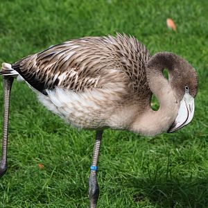Juvenile American flamingo (Phoenicopterus ruber), 2023-09-19