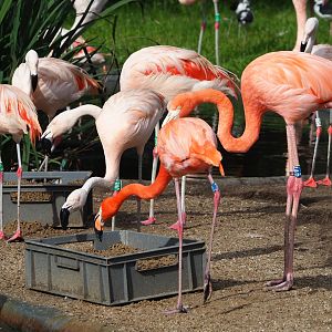 American flamingos (Phoenicopterus ruber) and Chilean flamingos (P. chilensis), 2023-09-19