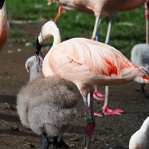 Chilean flamingo with chick (Phoenicopterus chilensis), 2023-09-19