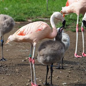 Chilean flamingo with chick (Phoenicopterus chilensis), 2023-09-19
