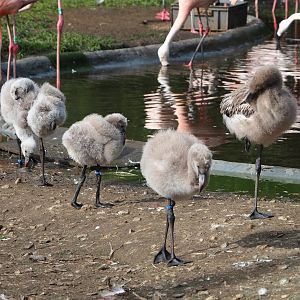Chilean flamingo chicks (Phoenicopterus chilensis), 2023-09-19