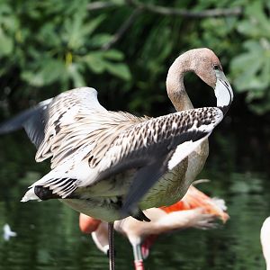Juvenile American flamingo (Phoenicopterus ruber), 2023-09-19