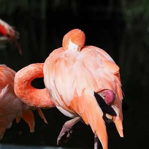 American flamingo (Phoenicopterus ruber), 2023-09-19