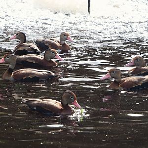 Southern black-bellied whistling ducks (Dendrocygna autumnalis autumnalis), 2023-09-19