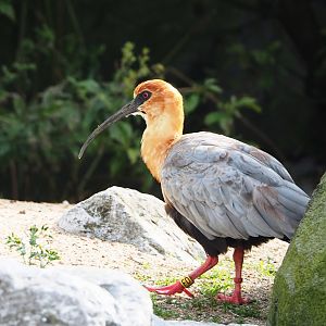 Black-faced ibis (Theristicus melanopis), 2023-09-19