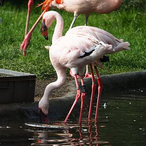 Lesser flamingos (Phoeniconaias minor), 2023-09-19