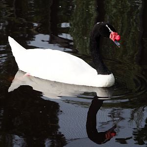 Black-necked swan (Cygnus melanocoryphus), 2023-09-19