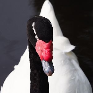 Black-necked swan (Cygnus melanocoryphus), 2023-09-19