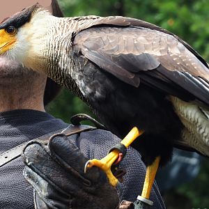 Raptor show - Crested caracara (Caracara plancus), 2023-09-19