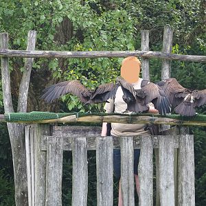 Raptor show - Hooded vultures (Necrosyrtes monachus), 2023-09-19