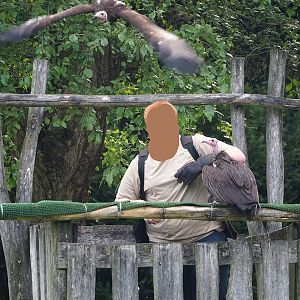 Raptor show - Hooded vultures (Necrosyrtes monachus), 2023-09-19