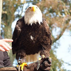 Raptor show - Bald eagle (Haliaeetus leucocephalus), 2023-09-19