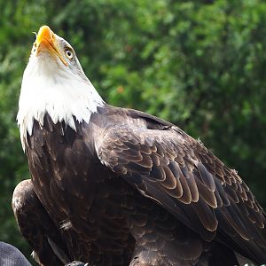 Raptor show - Bald eagle (Haliaeetus leucocephalus), 2023-09-19