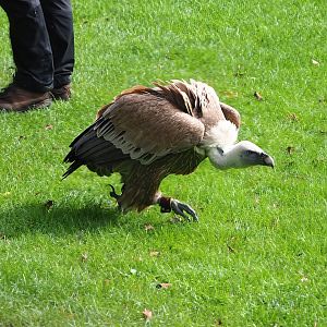 Raptor show - Western Eurasian griffon vulture (Gyps fulvus fulvus), 2023-09-19