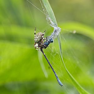Four-spot orb-weaver and his prey