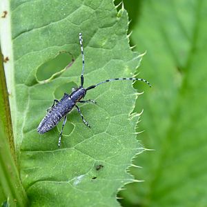 Golden-bloomed grey longhorn beetle