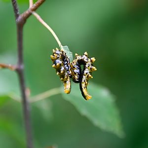 Dark Regal-Sawfly - larvae