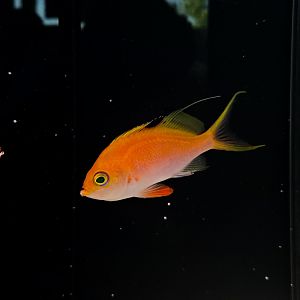Cherry Anthias