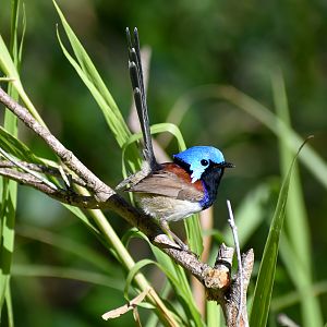 Variegated Fairywren