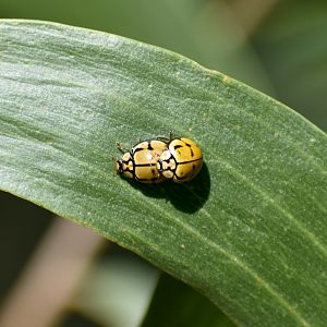 Tortoise-shelled Ladybirds