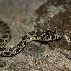 Horseshoe whip snake Hemorrhois hippocrepis