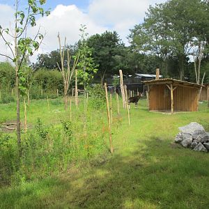 Ngyuwe - First okapi enclosure