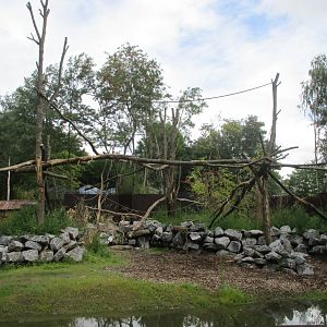 Ngyuwe - Drill, guenon and river hog enclosure