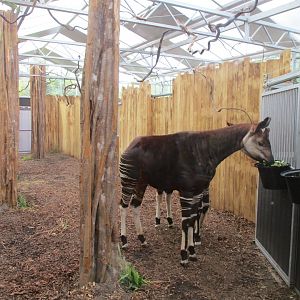 Ngyuwe - Okapi indoors